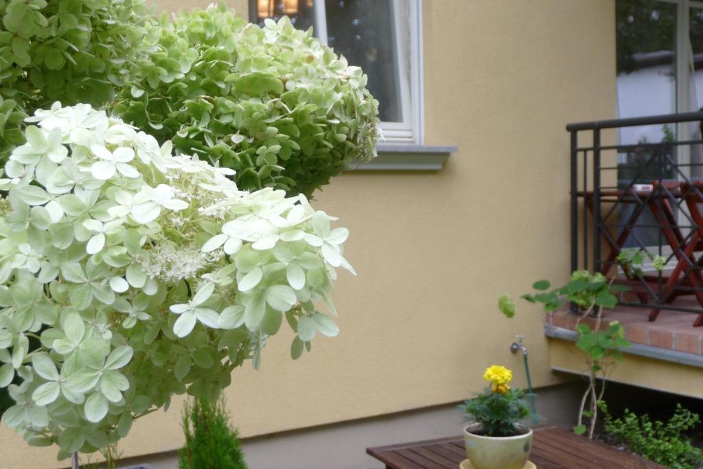 Apartment Patio Mare *